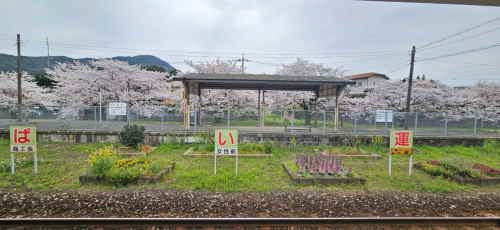 JR香春駅の桜