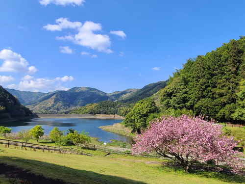 呉ダム渓流公園の桜