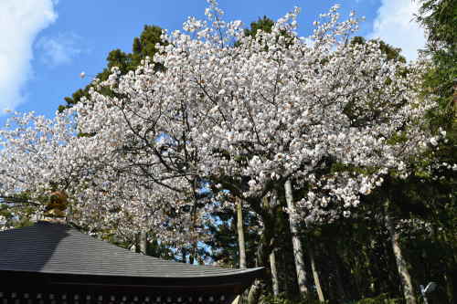 呑山観音寺の桜