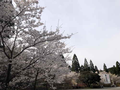 呑山観音寺の桜