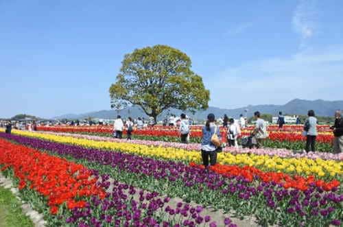 のおがたチューリップフェア