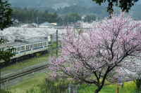 JR採銅所駅の桜