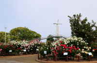 駕与丁公園のバラ