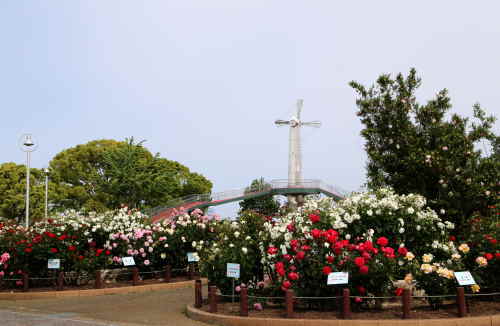 駕与丁公園のバラ
