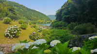  呉ダム渓流公園の紫陽花