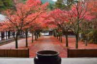 呑山観音寺の紅葉