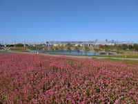 筑後広域公園 蕎麦の花
