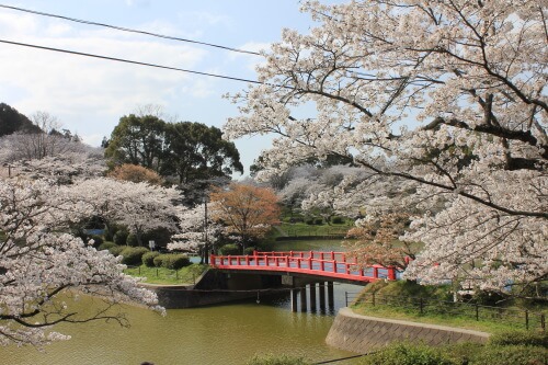 甘木公園の桜
