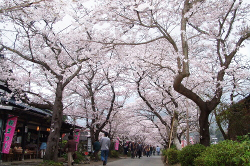 秋月杉の馬場の桜