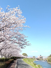 矢部川堤防の桜