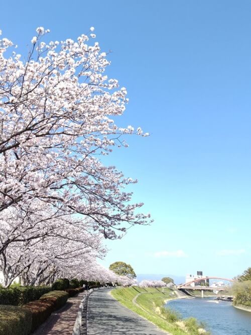 御矢部川堤防の桜