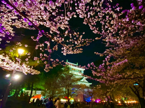 小倉城の夜桜