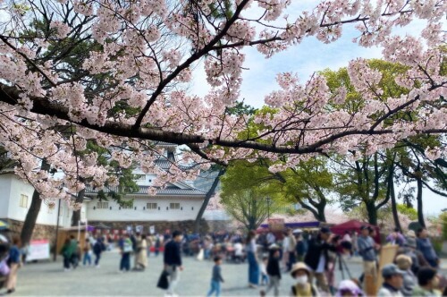 小倉城の桜