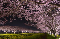 草場川の桜並木