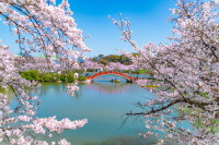中間市・垣生公園の桜