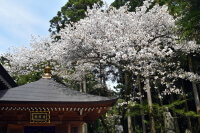 呑山観音寺の桜