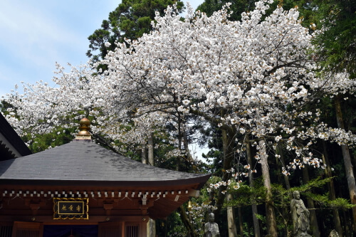 呑山観音寺の桜