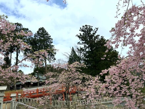 呑山観音寺の桜