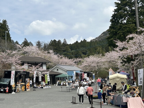 呑山観音寺の桜