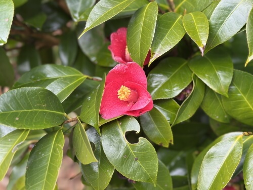 地島の椿