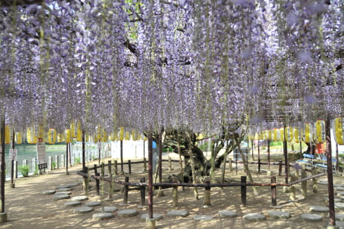 定禅寺藤まつり