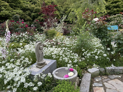呑山観音寺のバラ