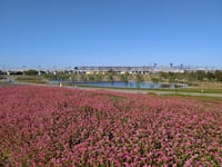 筑後広域公園 蕎麦の花