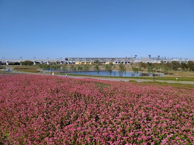 筑後広域公園　蕎麦の花