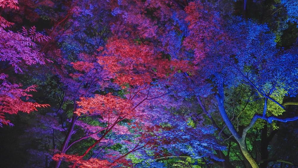 チームラボ 福岡城跡 光ノ祭