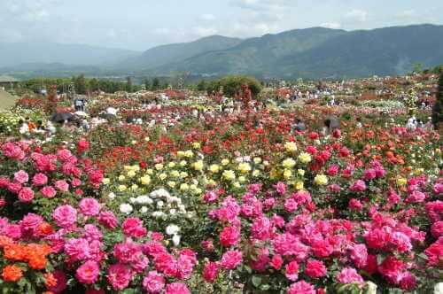 かのやばら祭り秋 鹿児島のイベント 祭り ふくおかサポートねっと