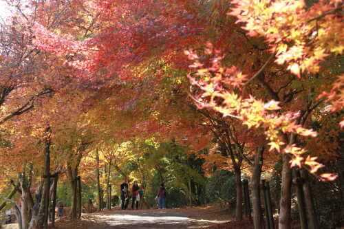 曽木の滝公園の紅葉