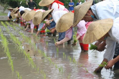 鹿児島神宮御田植祭