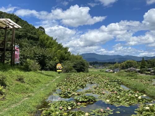 田原の棚田のスイレン