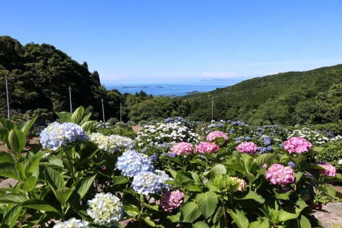 笠山観光農園のアジサイ