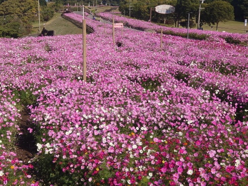 霧島ケ丘公園コスモス