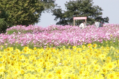 霧島ケ丘公園コスモス