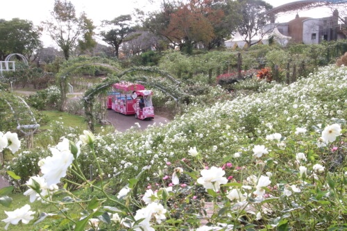 かのやばら園