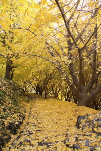 たるみず千本イチョウ