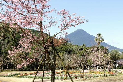 フラワーパークかごしま 23年2月 3月のイベント 鹿児島のイベント 祭り ふくおかサポートねっと