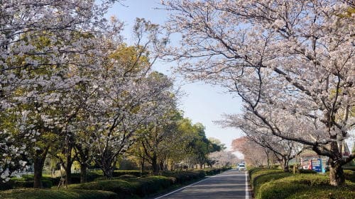 串良平和公園の桜