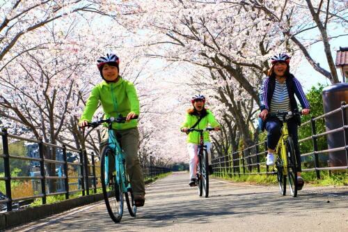 りんりんロードの桜