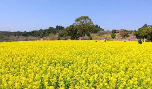 都市農業センターの菜の花