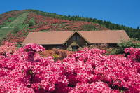 高峠つつじヶ丘公園のツツジ