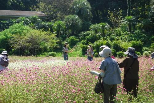 千日紅の花摘み