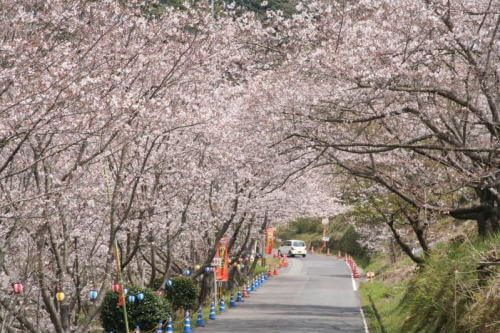 観音ヶ池市民の森の桜