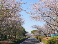 串良平和公園の桜