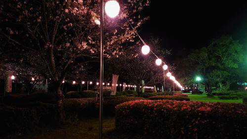 串良平和公園の桜