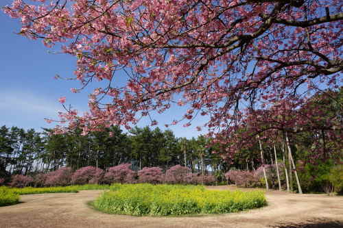 イズノオドリコ