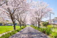 永野鉄道記念館の桜