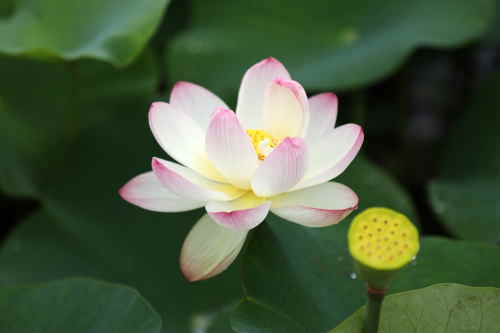 蓮の花